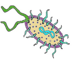 bakteria - helicobacter pylori